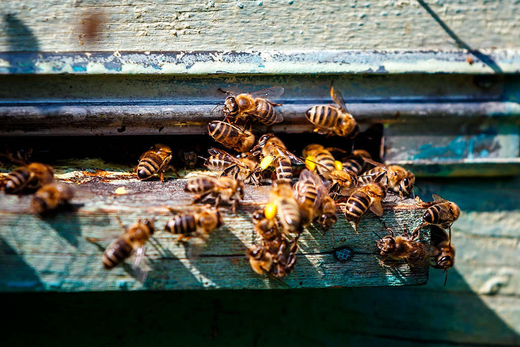 Свердловская область пчелы. Мор пчел. Мор пчел фото. Мор пчел Рыльск. Моя реклама Белгородская область пчёлы.