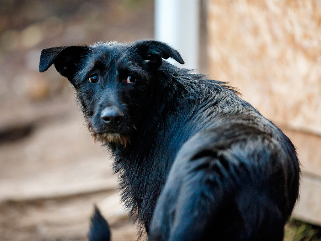 В Белгороде проверяют сообщения о нахождении в разных частях города убитых собак