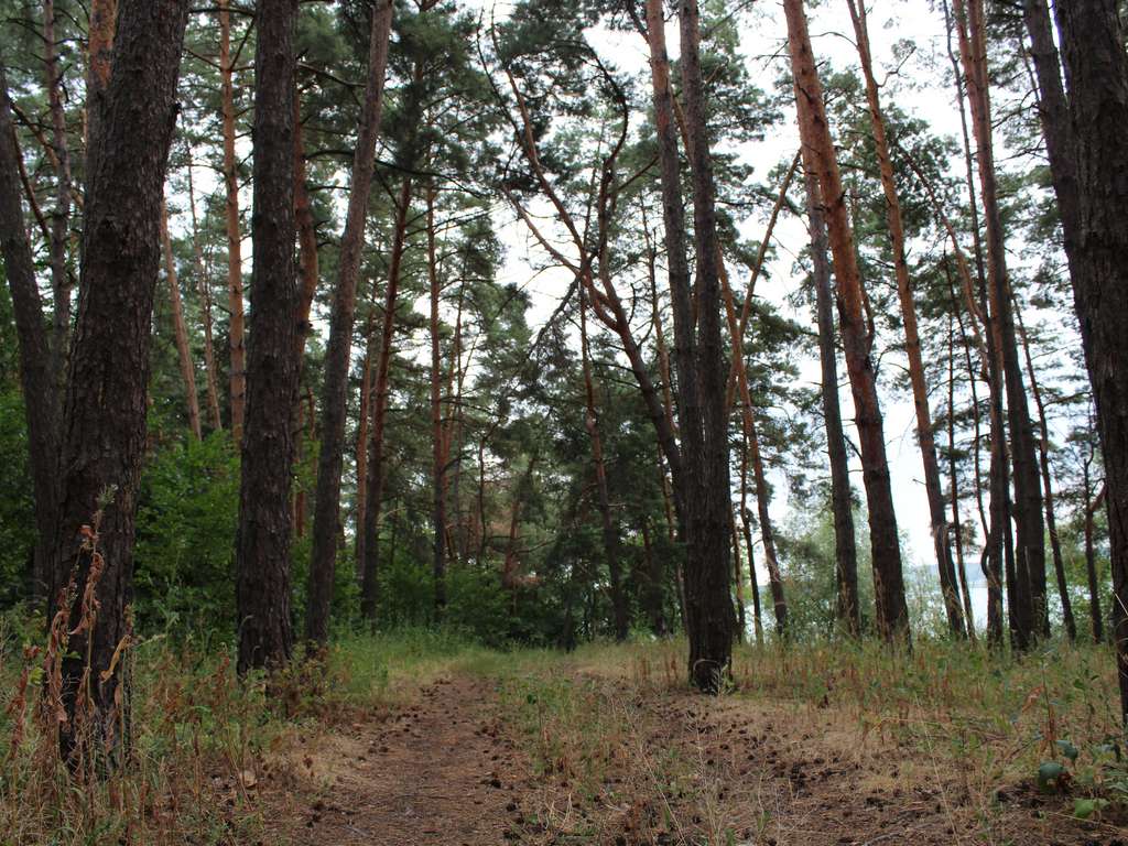 Лес белгород. Сосновка Белгород лес. Леса Белгородской области. Леса Белгорода Сосновка. Большой Белгородский лес.