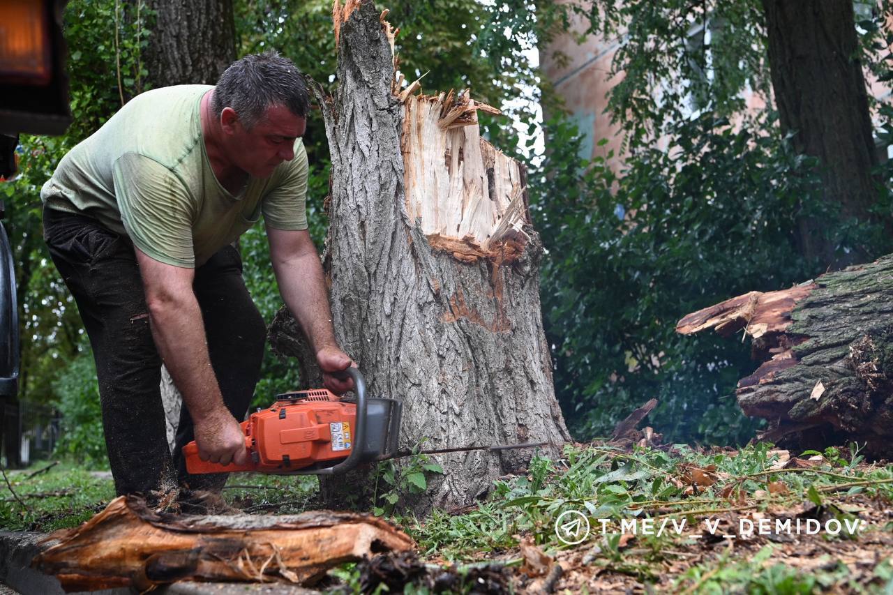В мэрии Белгорода сообщили о 8 упавших деревьях из‑за сильного ветра