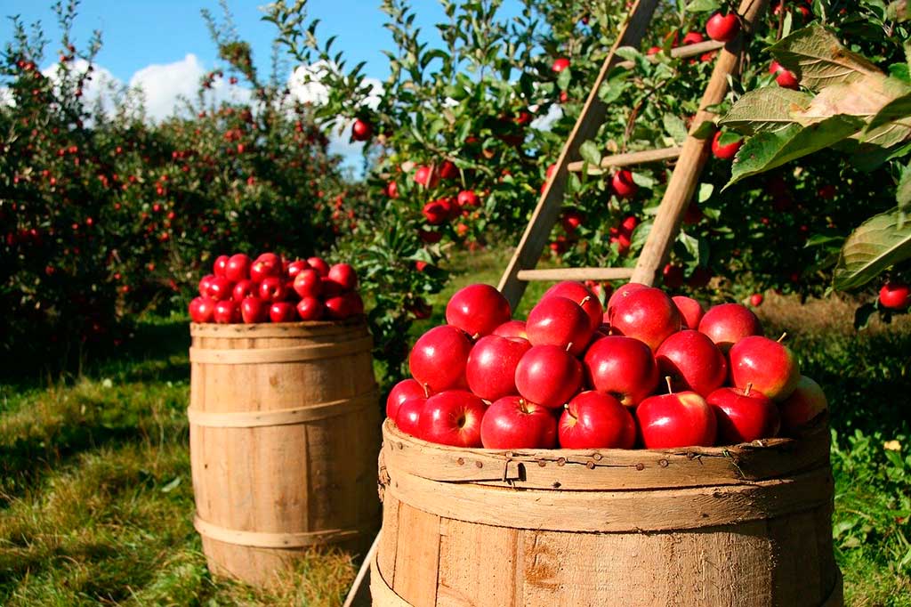 На грайворонском предприятии хотят увеличить урожайность яблок до 50 тонн с гектара