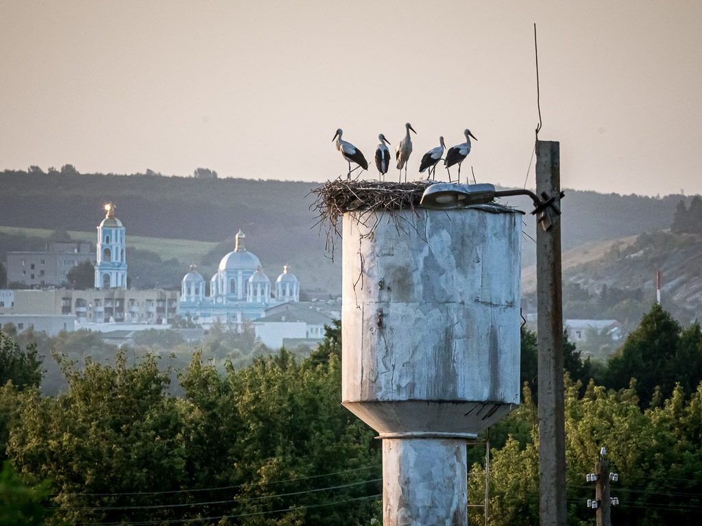 «Особого рода патриотизм». Как белгородцы спасают пернатых