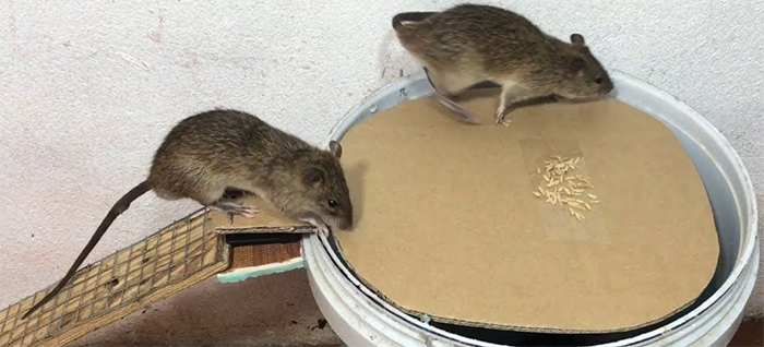 Для ловли мышей и крыс эффективны механические способы