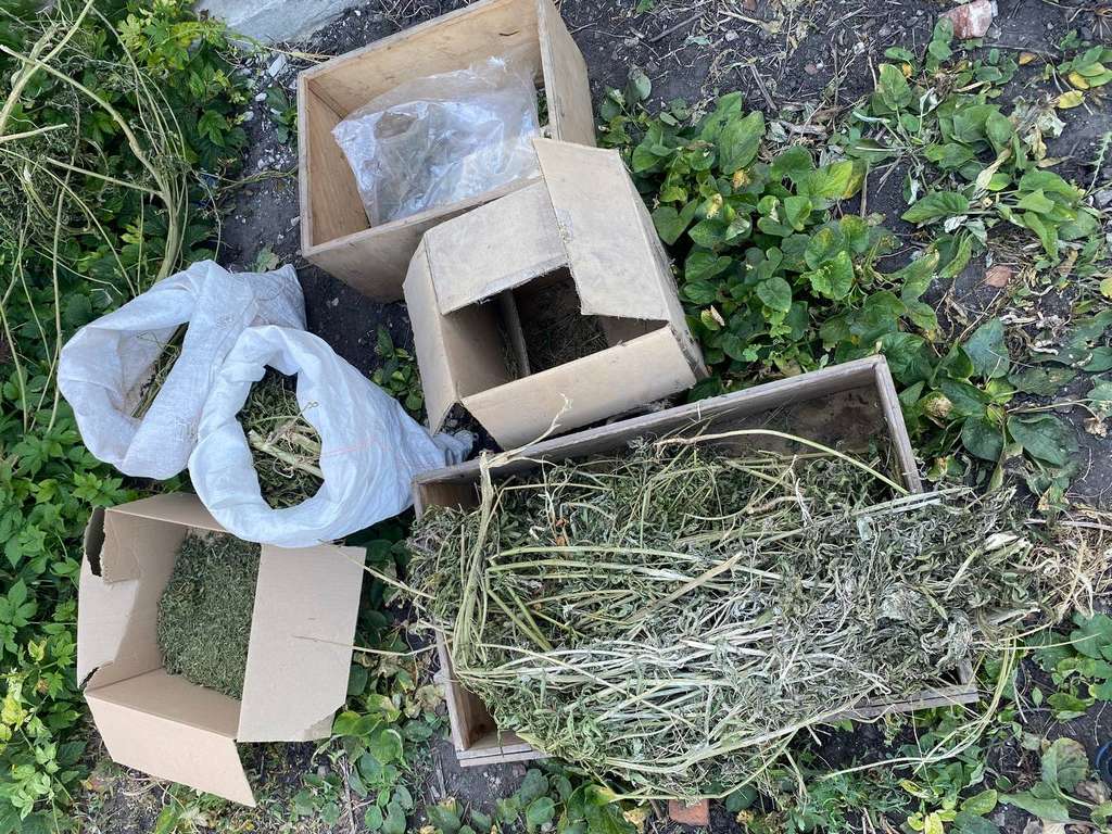 У жителя Шебекинского округа нашли около 13 кг марихуаны