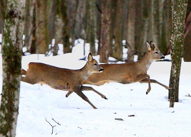 В Белгородской области двух браконьеров за убийство косуль оштрафовали на 1 млн рублей