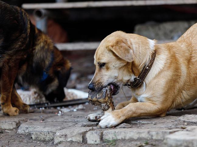 В Белгородском районе в апреле начнут отлов бродячих собак