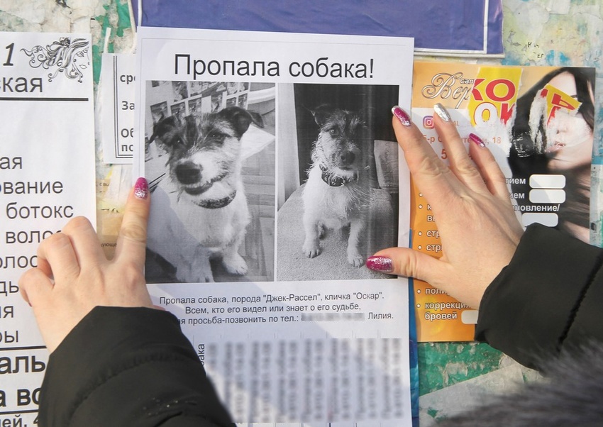 «Пропала собачка, зовут Зайка». Как белгородцы ищут потерявшихся домашних питомцев