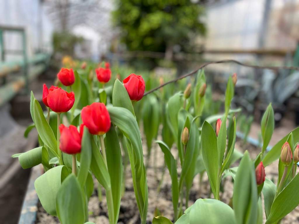 В Белгороде высадят 5 млн тюльпанов