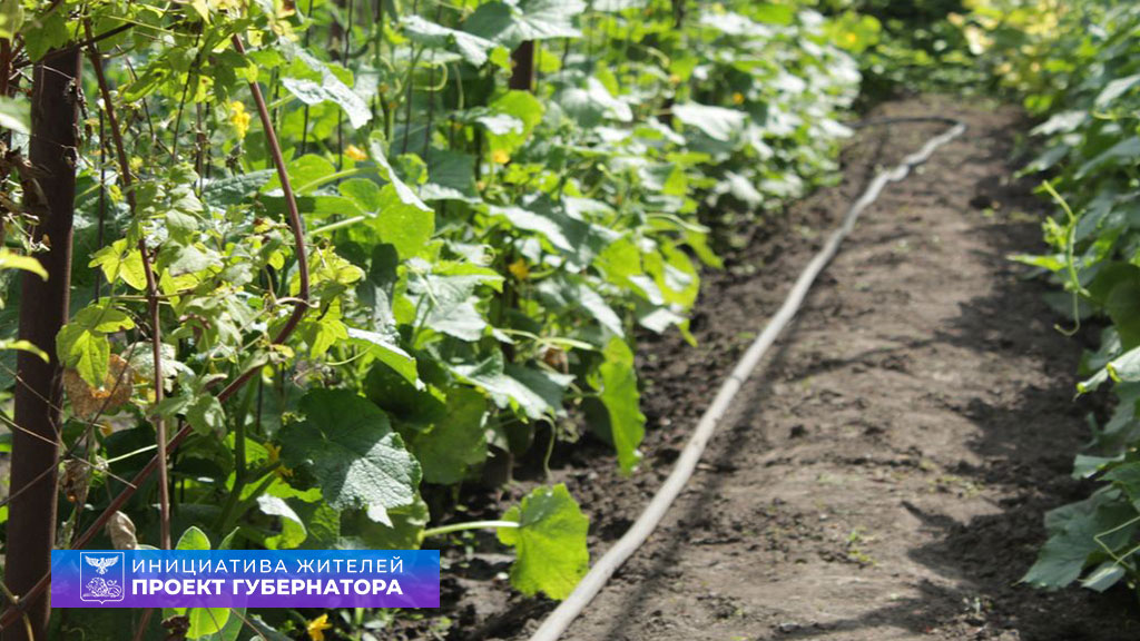 Зреет новый урожай. Жительница Алексеевки превратила хобби в доходный бизнес