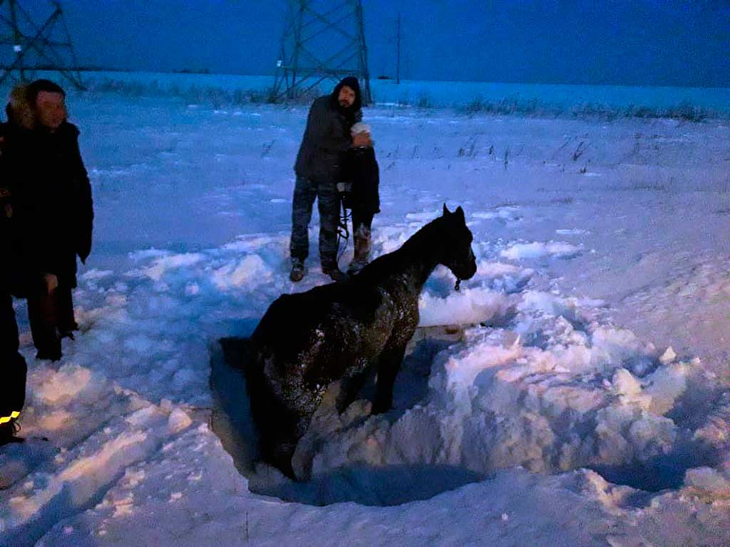 Под Белгородом спасатели вытащили из сливного коллектора лошадь